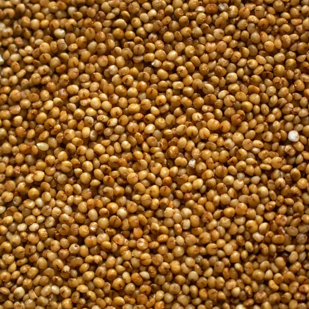 Kodo Millet (Bajra)